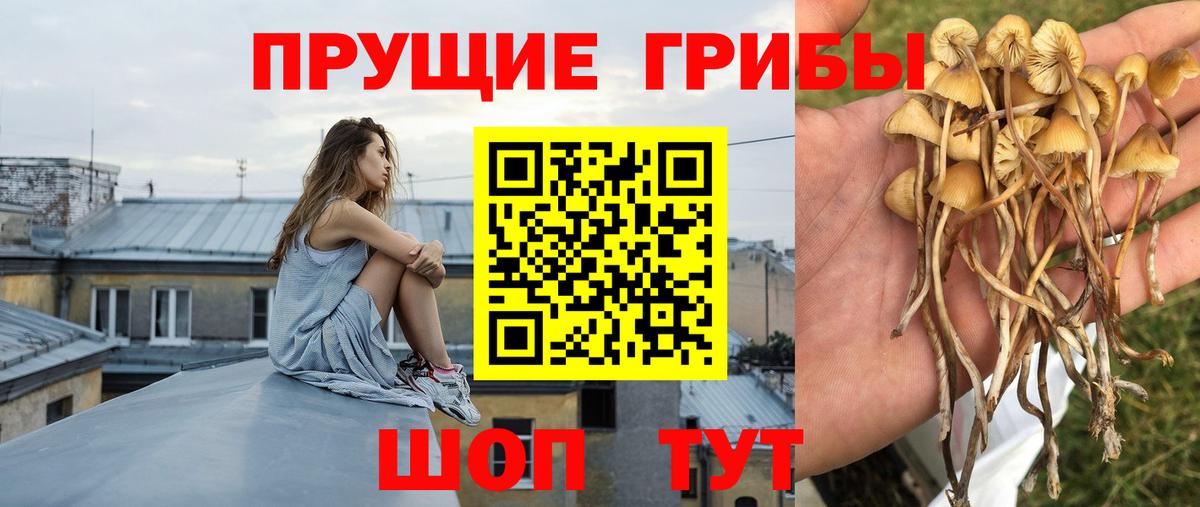 Псилоцибиновые грибы Cubensis Кувандык